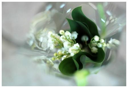 muguet