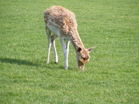 un bambi lol