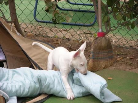 quand le chat n'est pas la ....